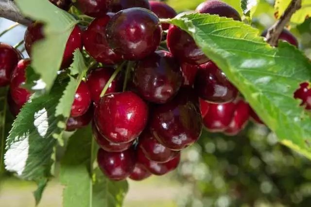 車厘子是什么品種（車厘子的科屬和櫻桃的區(qū)別）